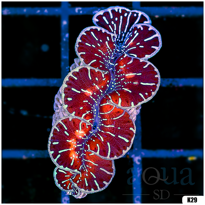 ORA Aquacultured Ultra Maxima Clam (Egg Crate Behind is 3 Squares = 2'')