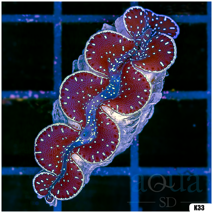 ORA Aquacultured Ultra Maxima Clam (Egg Crate Behind is 3 Squares = 2'')