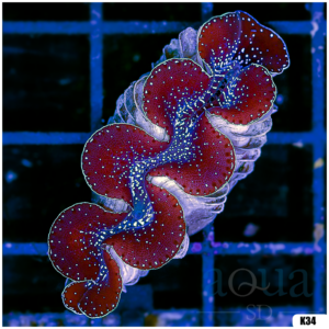 ORA Aquacultured Ultra Maxima Clam (Egg Crate Behind is 3 Squares = 2'')