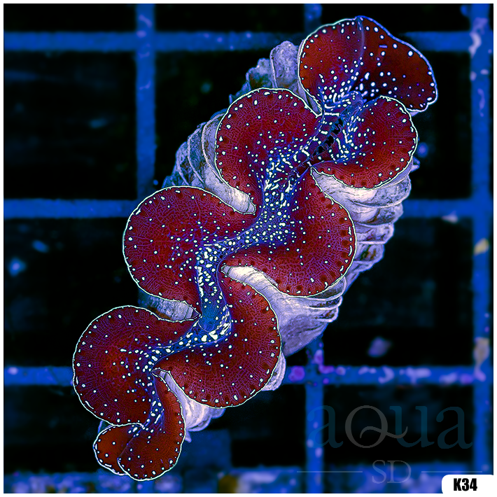 ORA Aquacultured Ultra Maxima Clam (Egg Crate Behind is 3 Squares = 2'')