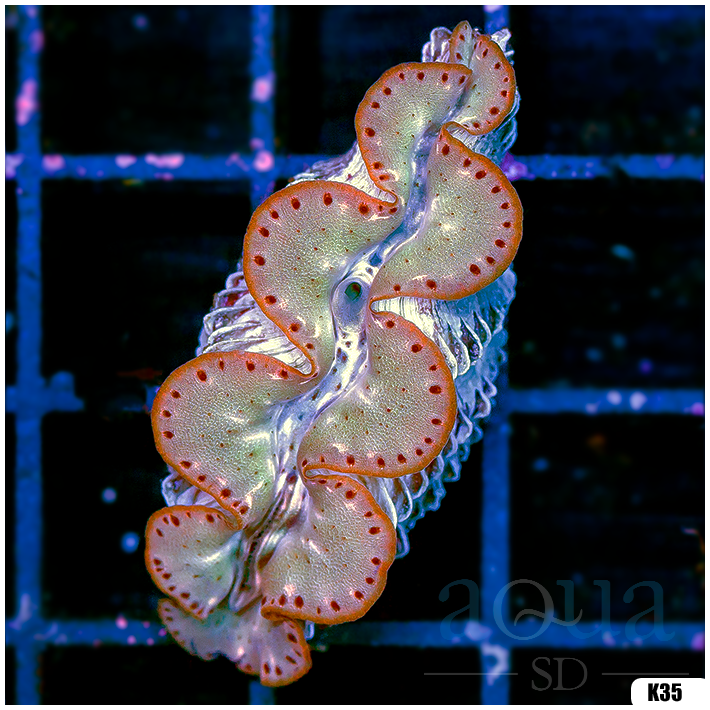 ORA Aquacultured Ultra Maxima Clam (Egg Crate Behind is 3 Squares = 2'')