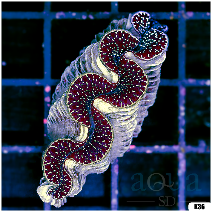 ORA Aquacultured Ultra Maxima Clam (Egg Crate Behind is 3 Squares = 2'')