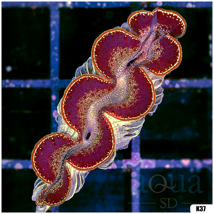 ORA Aquacultured Ultra Maxima Clam (Egg Crate Behind is 3 Squares = 2'')