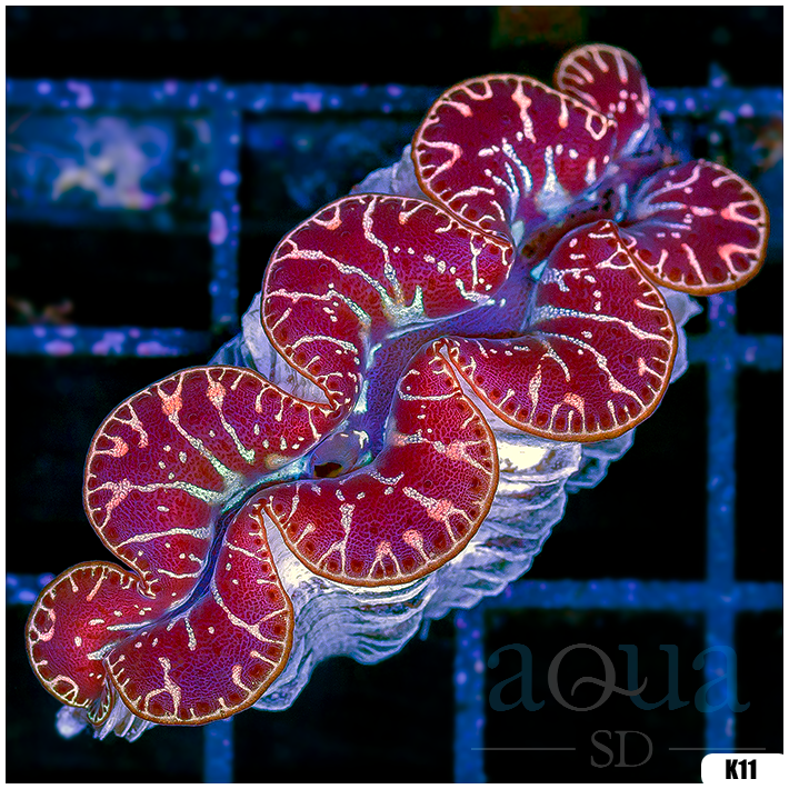 ORA Aquacultured Ultra Maxima Clam (Egg Crate Behind is 3 Squares = 2'')