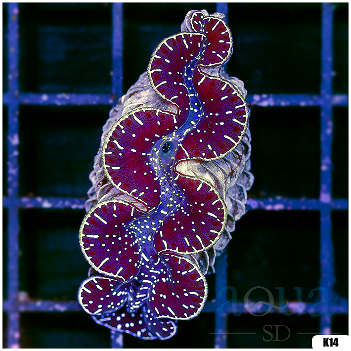 ORA Aquacultured Ultra Maxima Clam (Egg Crate Behind is 3 Squares = 2'')