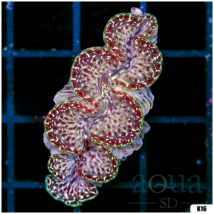 ORA Aquacultured Ultra Maxima Clam (Egg Crate Behind is 3 Squares = 2'')
