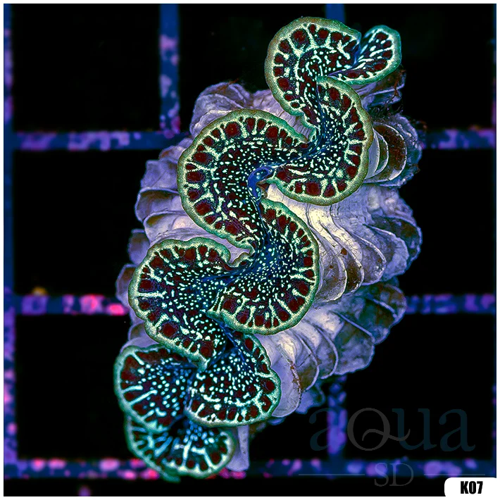 ORA Aquacultured Ultra Maxima Clam (Egg Crate Behind is 3 Squares = 2'')