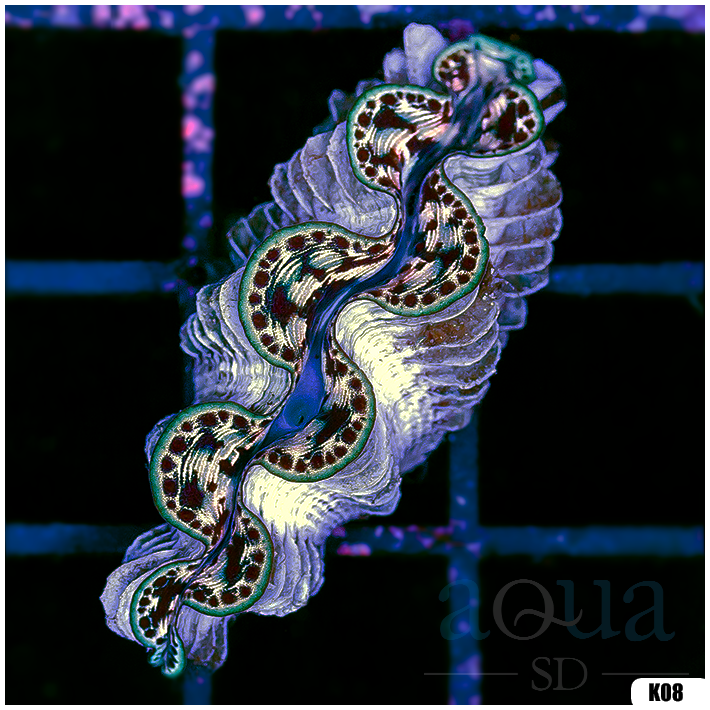 ORA Aquacultured Ultra Maxima Clam (Egg Crate Behind is 3 Squares = 2'')