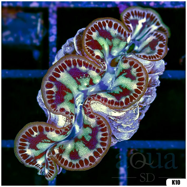 ORA Aquacultured Ultra Maxima Clam (Egg Crate Behind is 3 Squares = 2'')