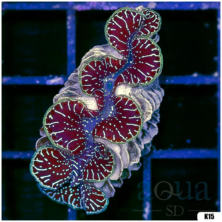 ORA Aquacultured Ultra Maxima Clam (Egg Crate Behind is 3 Squares = 2'')