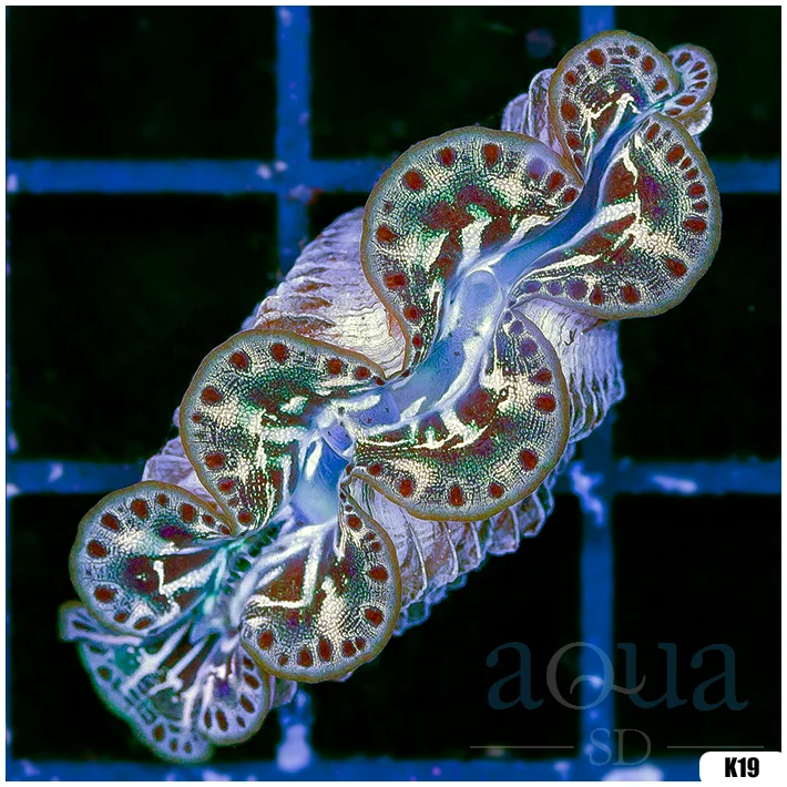 ORA Aquacultured Ultra Maxima Clam (Egg Crate Behind is 3 Squares = 2'')