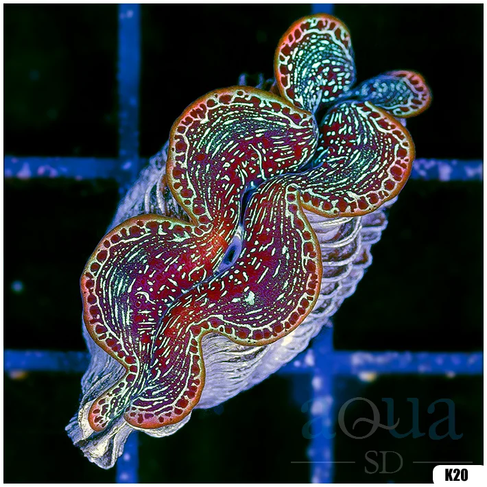 ORA Aquacultured Ultra Maxima Clam (Egg Crate Behind is 3 Squares = 2'')