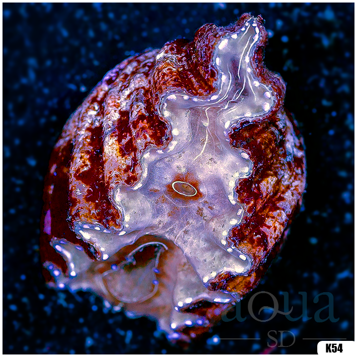 ORA Hippopus Clam