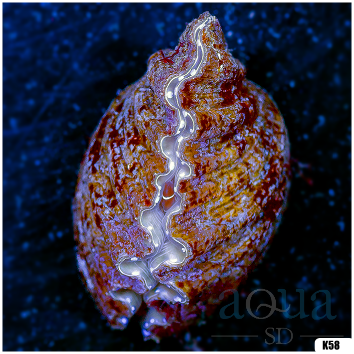 ORA Hippopus Clam
