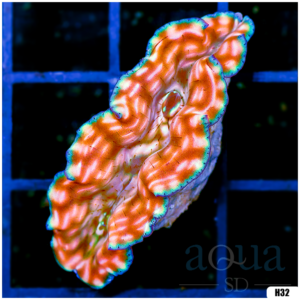 ORA Ultra Derasa Clam