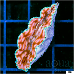 ORA Ultra Derasa Clam