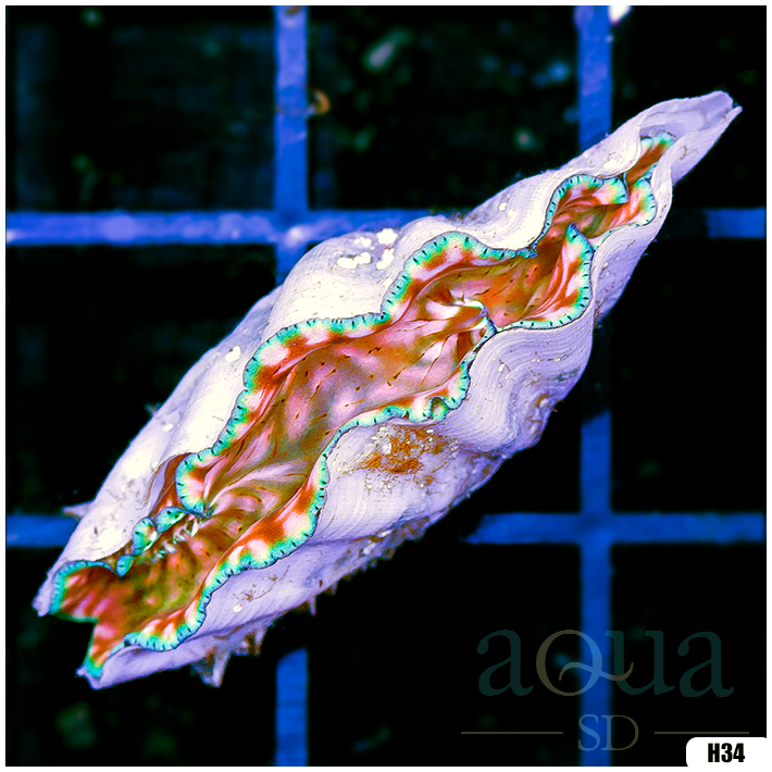 ORA Ultra Derasa Clam