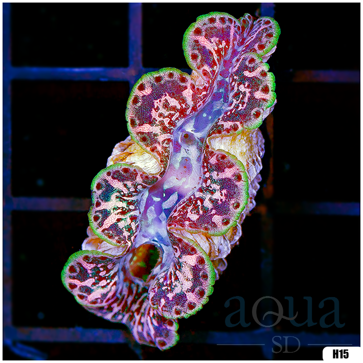 ORA Ultra Maxima Clam
