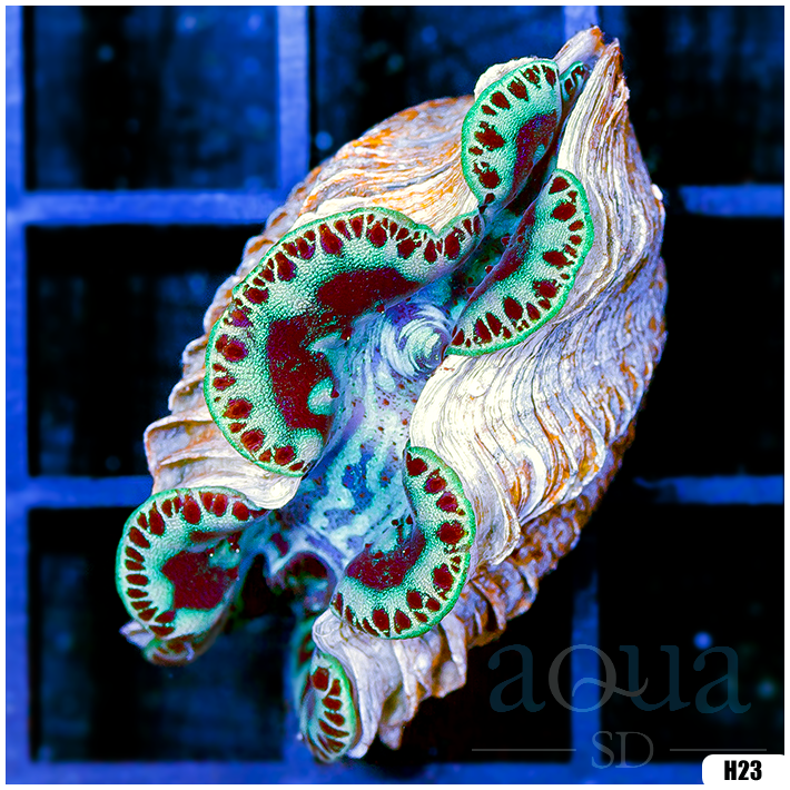 ORA Ultra Maxima Clam