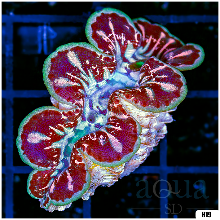 ORA Ultra Maxima Clam