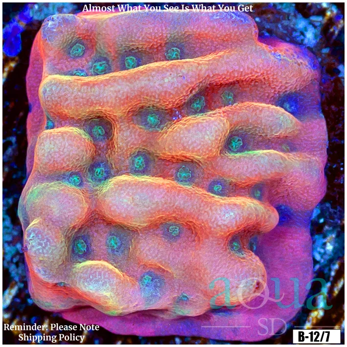 Orange Phoenix Montipora