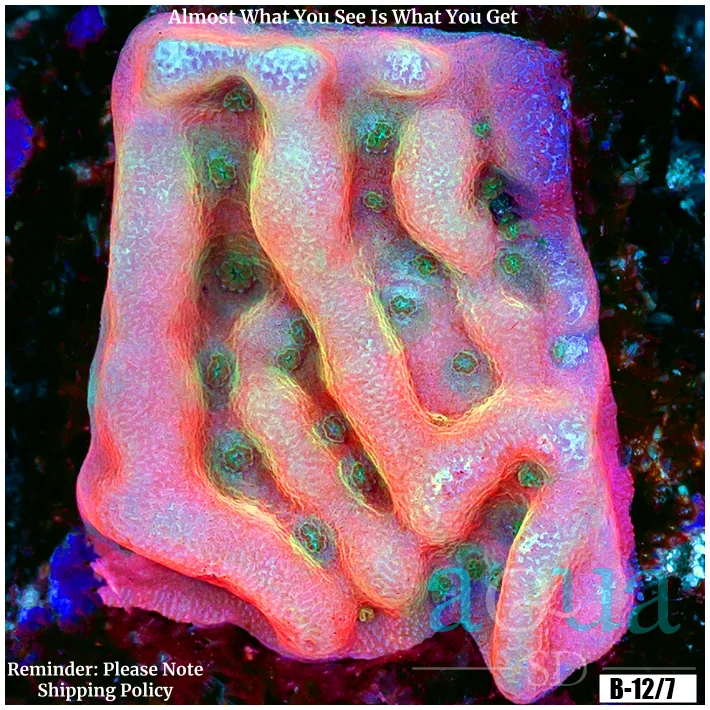 Orange Phoenix Montipora