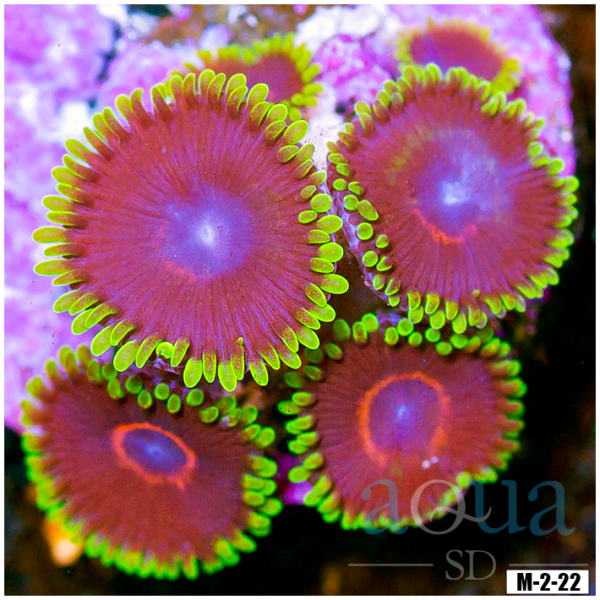 PHE Red Rings