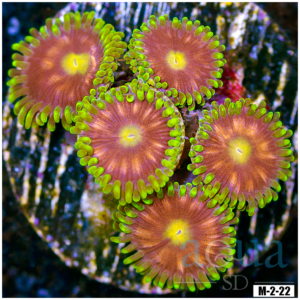 Pink Minefield Zoanthids