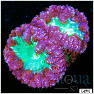Purple Ring Blasto