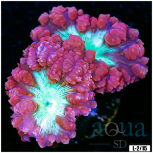 Purple Ring Blasto