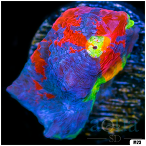 Rainbow Cake Chalice