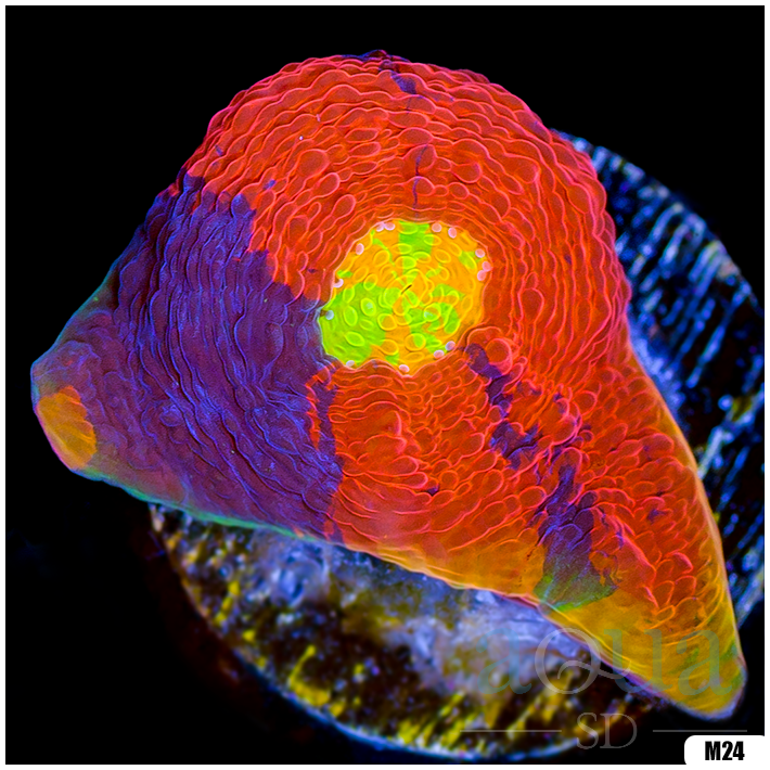 Rainbow Cake Chalice