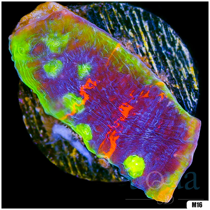 Rainbow Cake Chalice