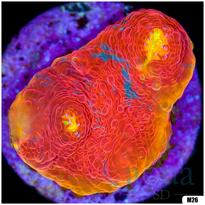 Rainbow Cake Chalice