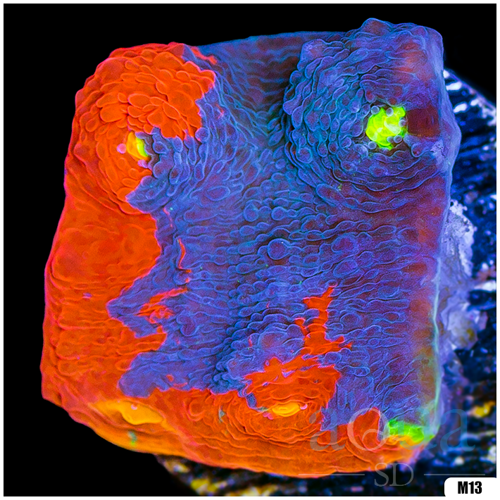 Rainbow Cake Chalice