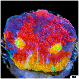 Rainbow Cake Chalice