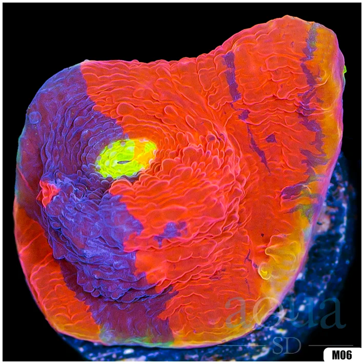 Rainbow Cake Chalice