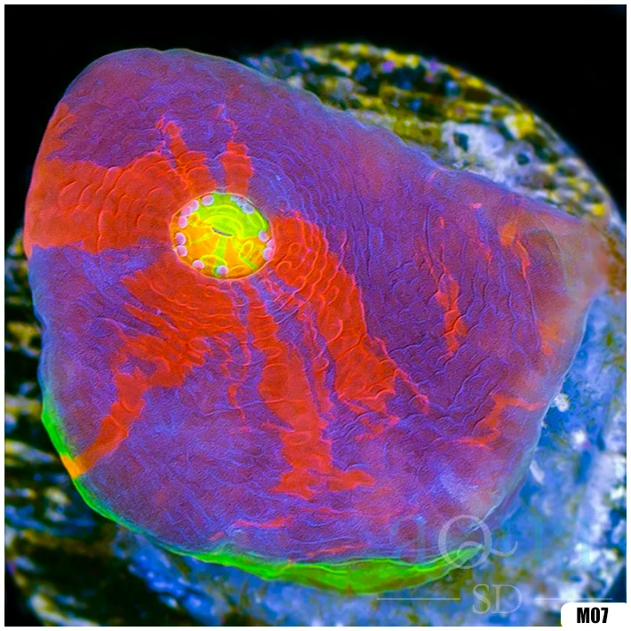 Rainbow Cake Chalice