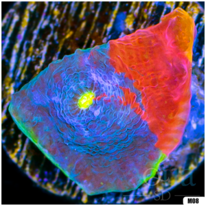 Rainbow Cake Chalice