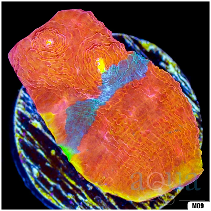 Rainbow Cake Chalice