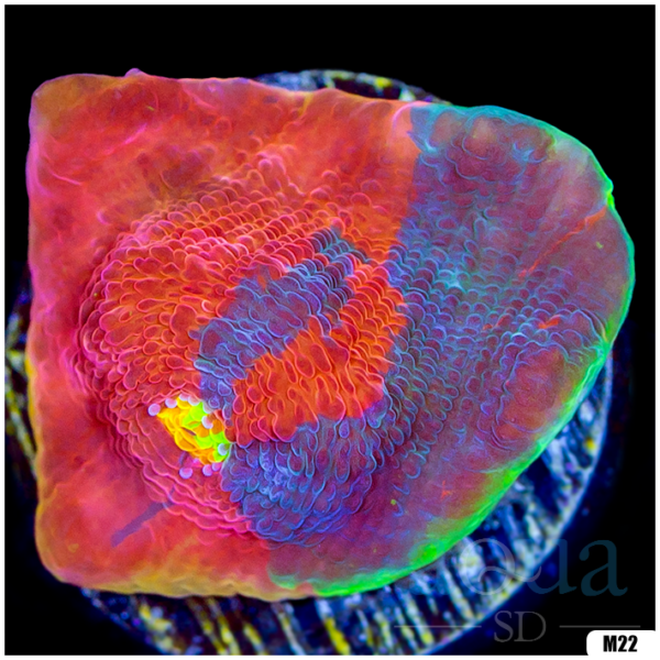 Rainbow Cake Chalice