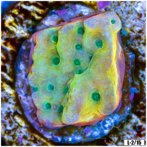 Rainbow Phoenix Montipora