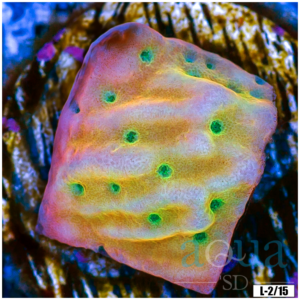 Rainbow Phoenix Montipora