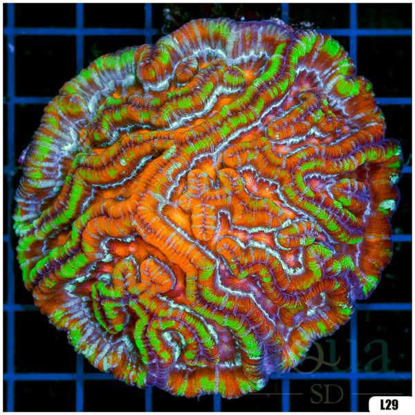 Rainbow Symphyllia Wilsoni (Egg Crate Behind is 3 Squares = 2'')