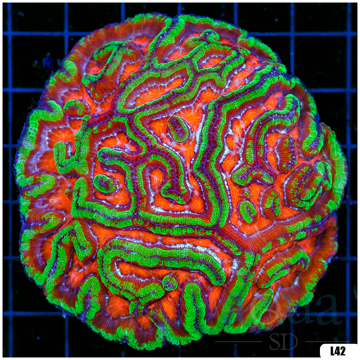 Rainbow Symphyllia Wilsoni (Egg Crate Behind is 3 Squares = 2'')