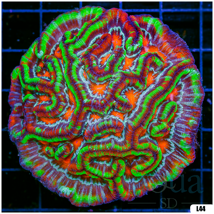 Rainbow Symphyllia Wilsoni (Egg Crate Behind is 3 Squares = 2'')