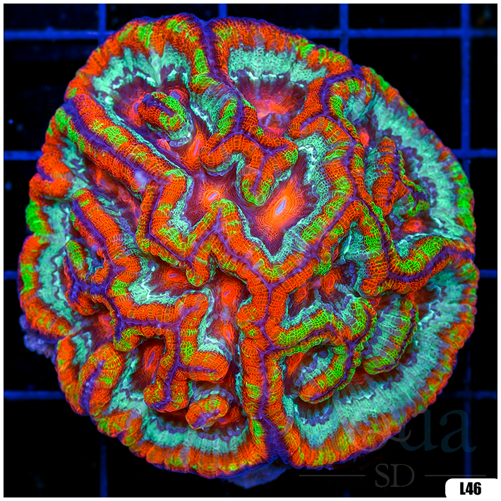 Rainbow Symphyllia Wilsoni (Egg Crate Behind is 3 Squares = 2'')