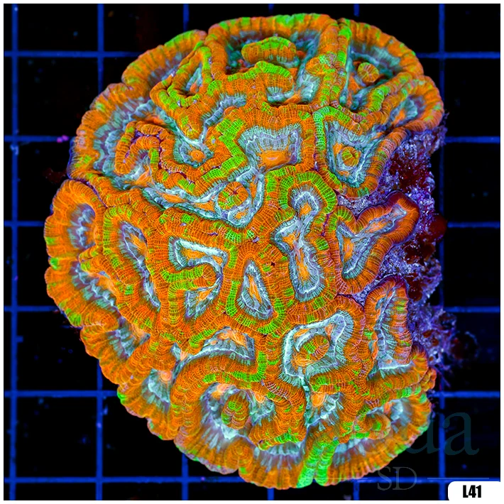 Rainbow Symphyllia Wilsoni (Egg Crate Behind is 3 Squares = 2'')