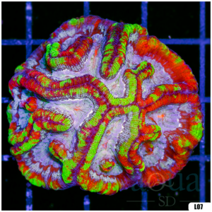 Rainbow Symphyllia Wilsoni (Egg Crate Behind is 3 Squares = 2'')