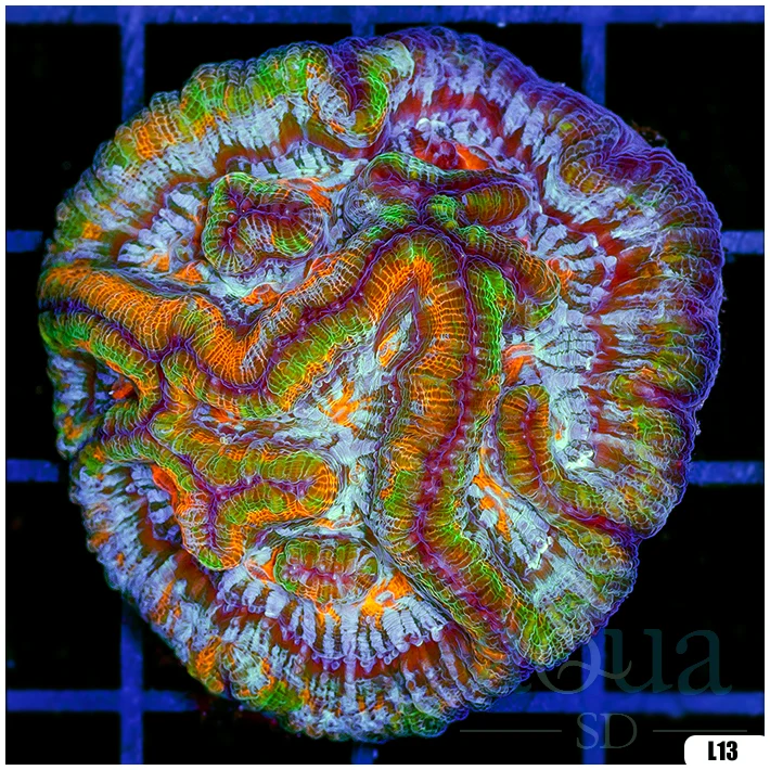 Rainbow Symphyllia Wilsoni (Egg Crate Behind is 3 Squares = 2'')